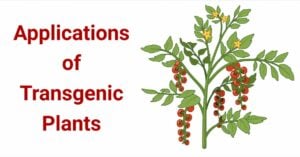 Applications of Transgenic Plants