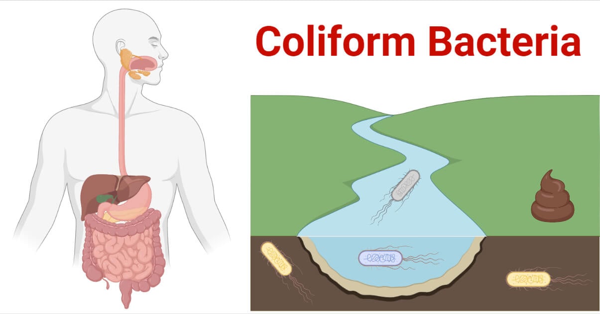 Coliform Bacteria