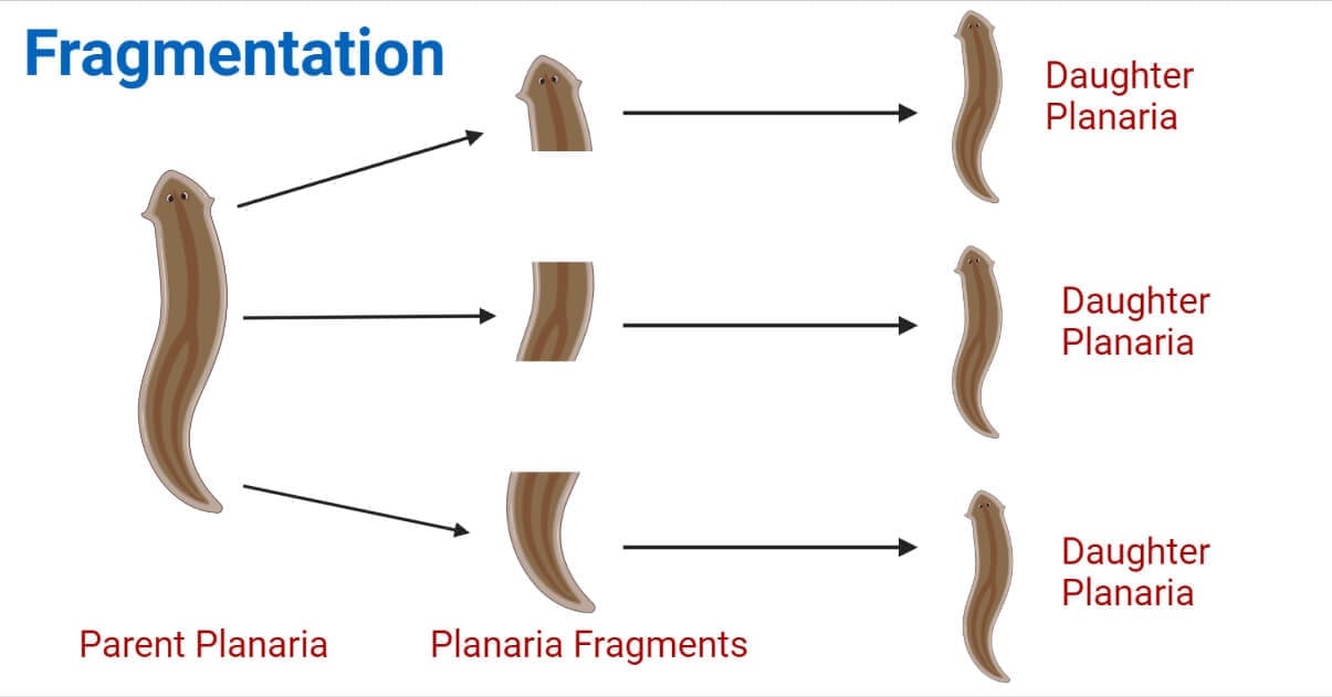 Fragmentation in Planaria