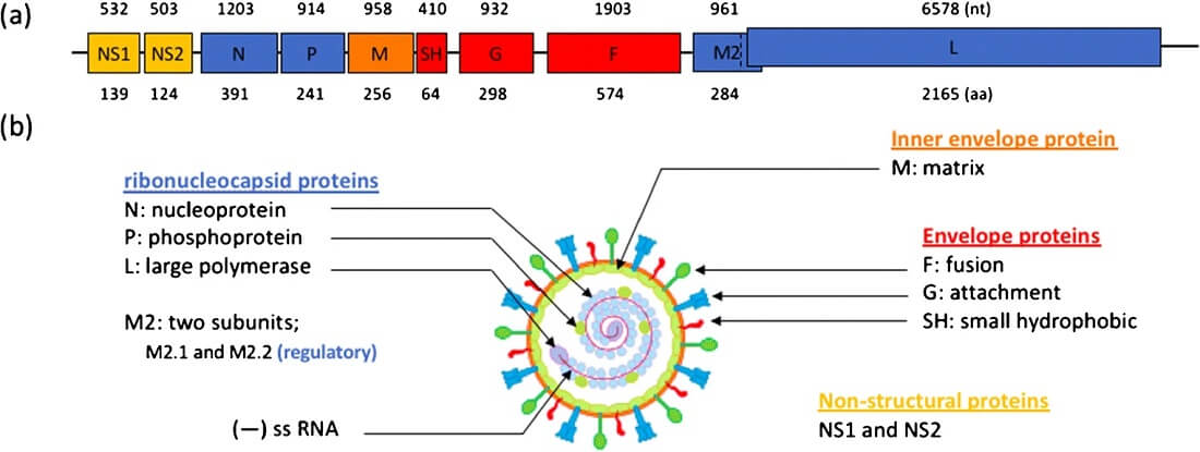 Genome Structure of Respiratory Syncytial Virus (RSV)