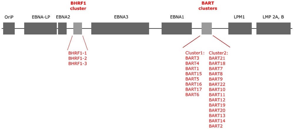 Genome structure of Epstein-Barr Virus (EBV)