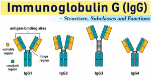 Immunoglobulin G IgG Immunoglobulin G (IgG)