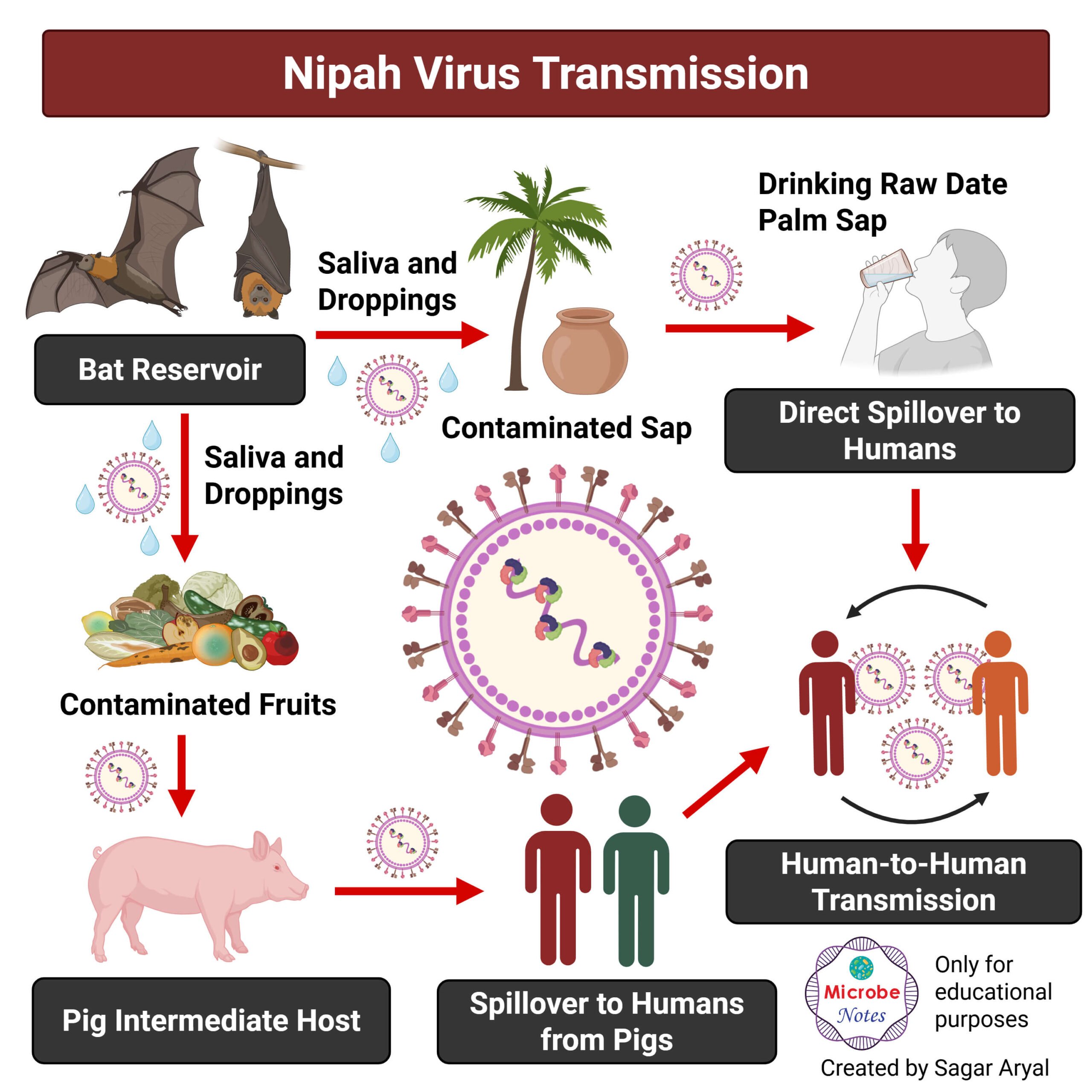 Nipah Virus (NiV): An Overview
