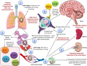 Nipah Virus (NiV): An Overview