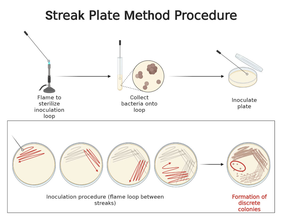 Procedure or Protocol of Streak Plate Method