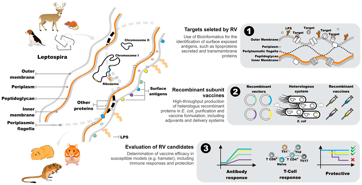 Schematic diagram of the reverse vaccinology process