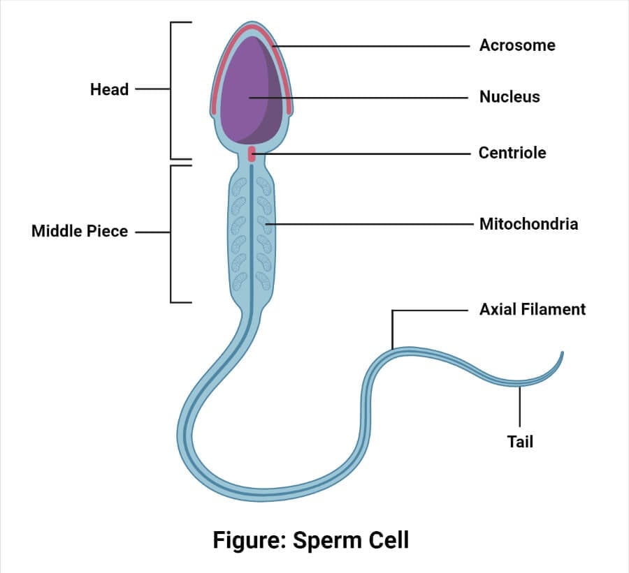 Sperm Cell