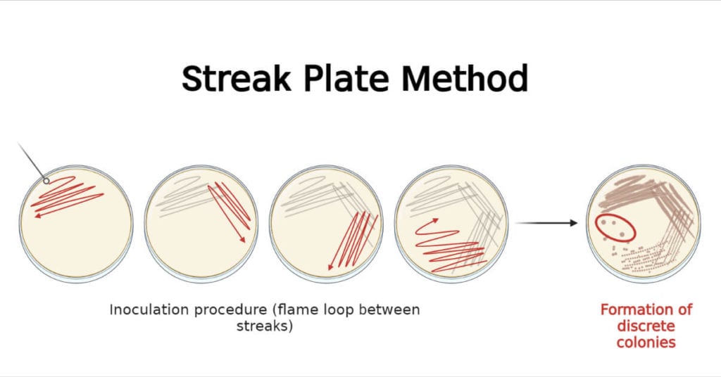 Streak Plate Method Principle Types Methods Uses