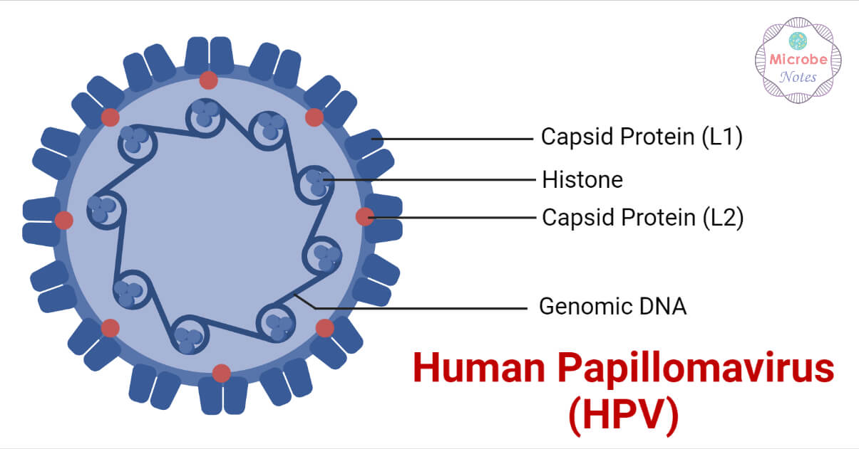 Structure of Human Papillomavirus (HPV)