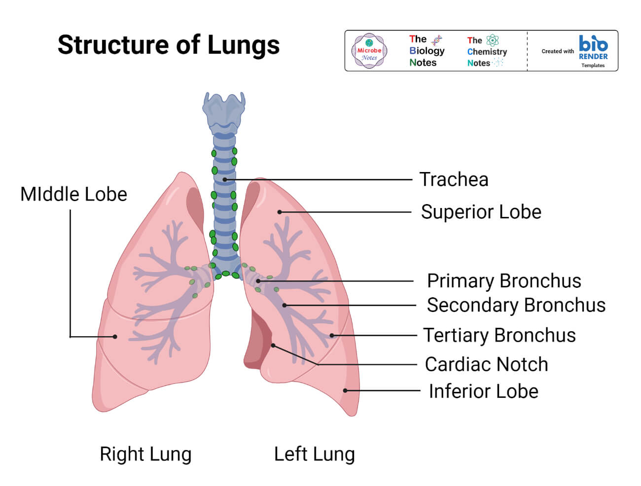 Structure of Lungs
