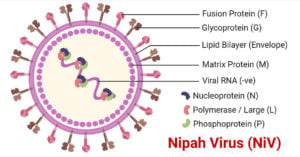 Structure of Nipah Virus (NiV)