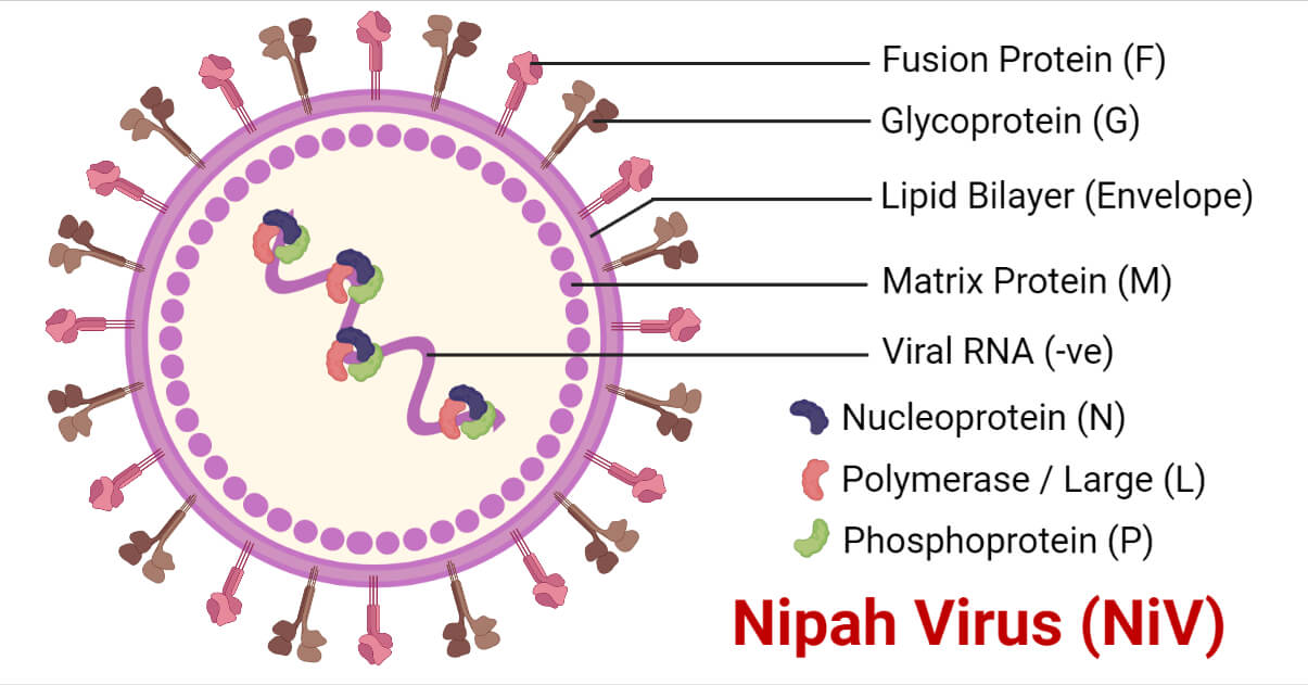 Structure of Nipah Virus (NiV)
