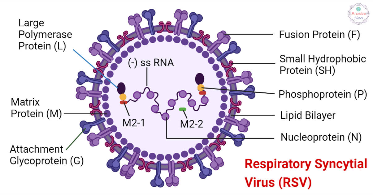 Structure of Respiratory Syncytial Virus (RSV)