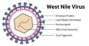Structure of West Nile Virus