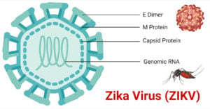 Structure of Zika Virus