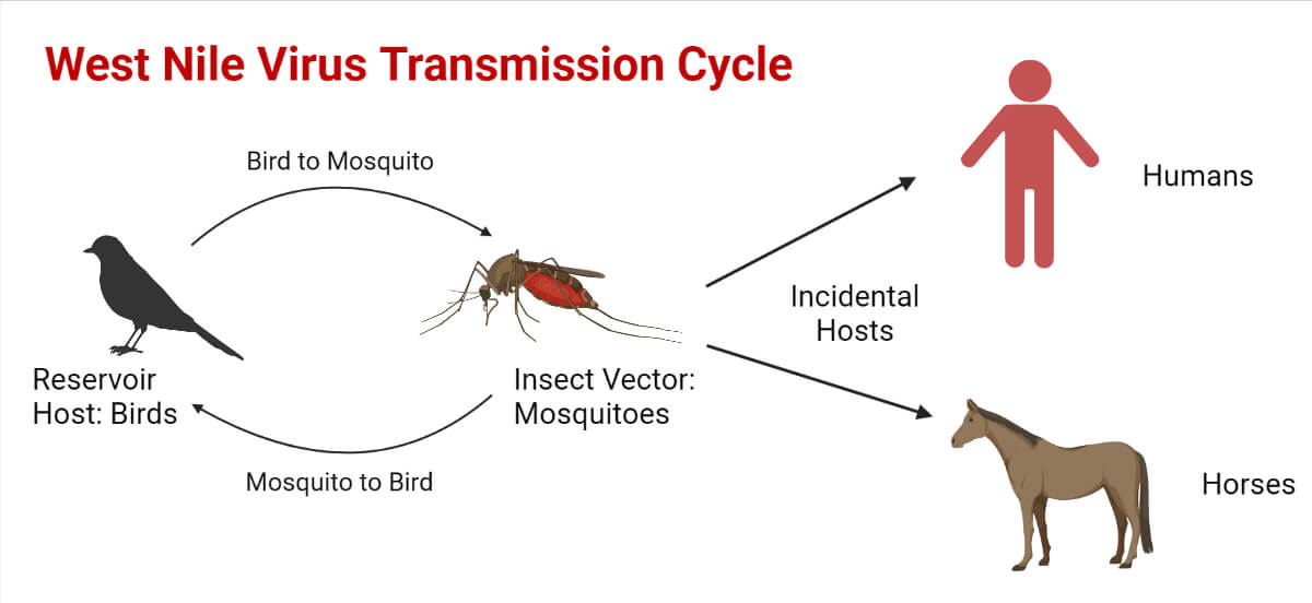 Transmission of West Nile Virus