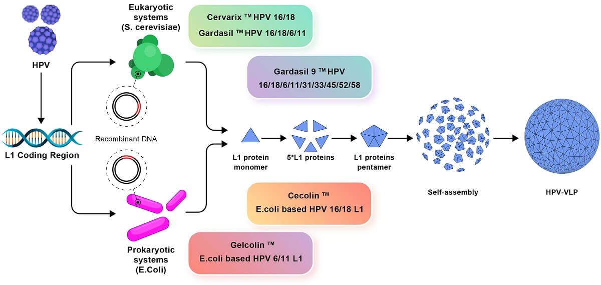 Vaccination of HPV