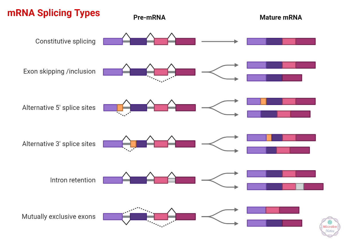 mRNA Splicing Types