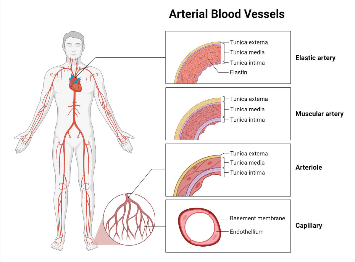 Arterial Blood Vessels