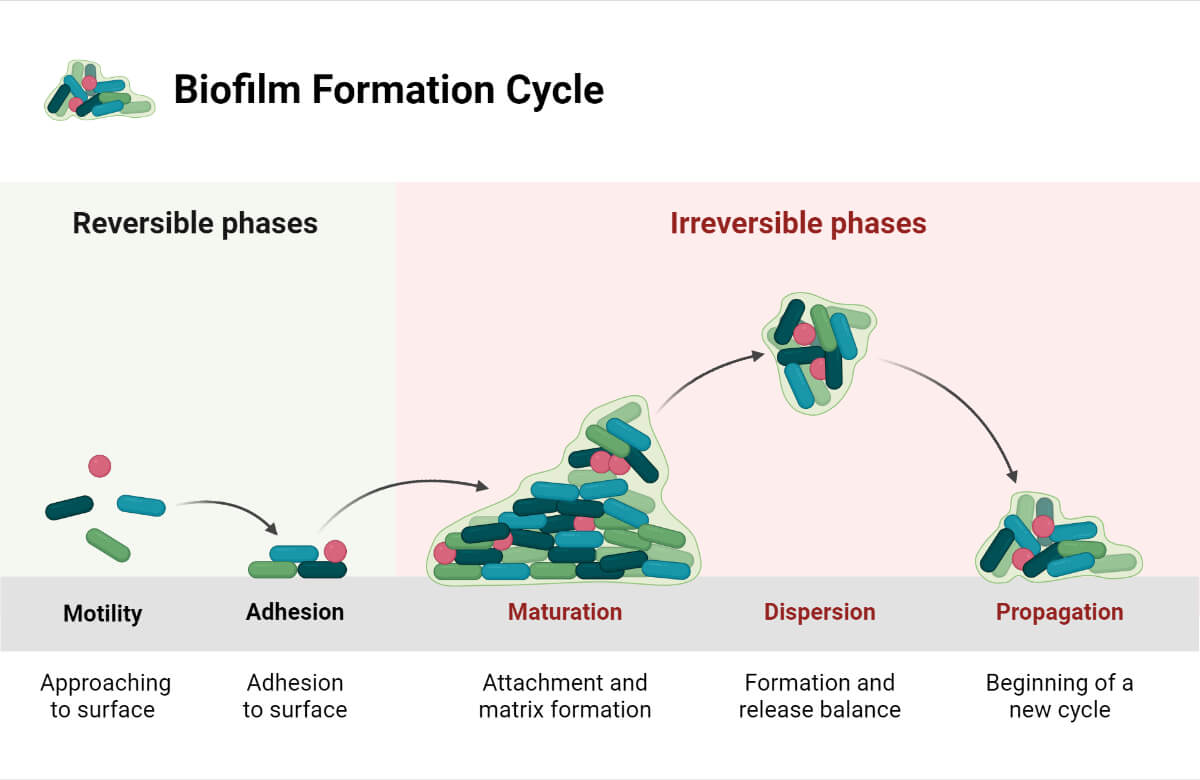Biofilm Formation Cycle