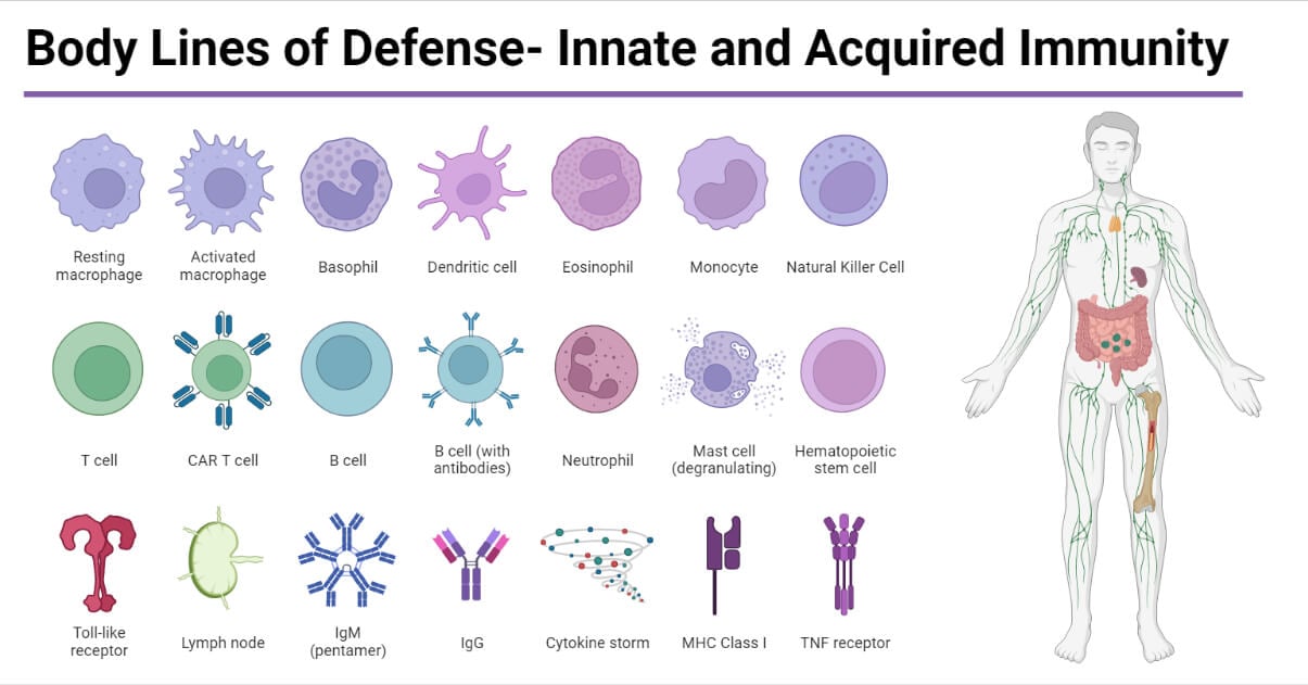 Body Lines of Defense- Innate and Acquired Immunity