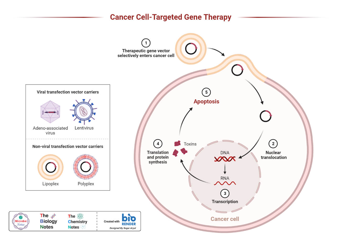 Cancer Cell-Targeted Gene Therapy