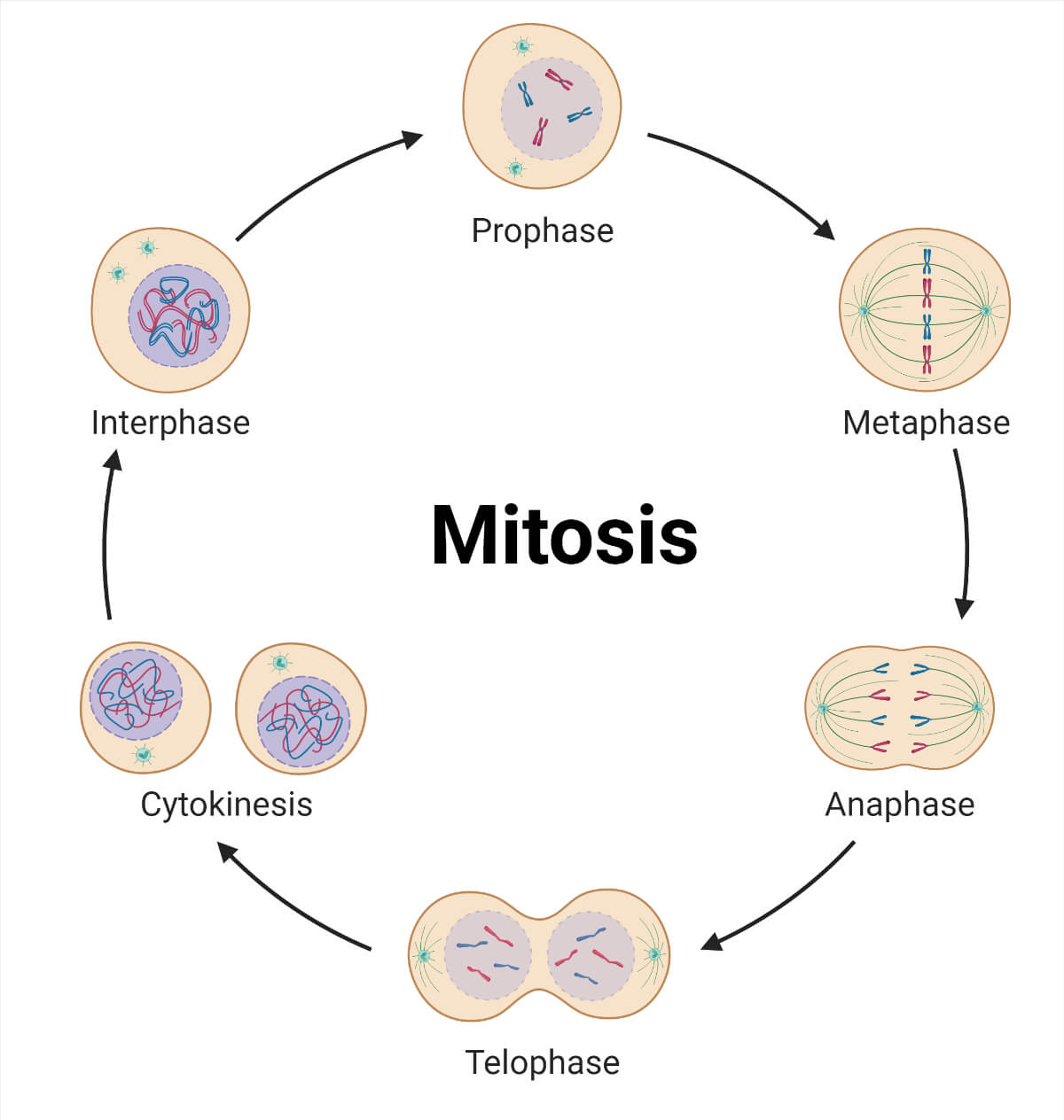 Cell Division Cycle - Mitosis