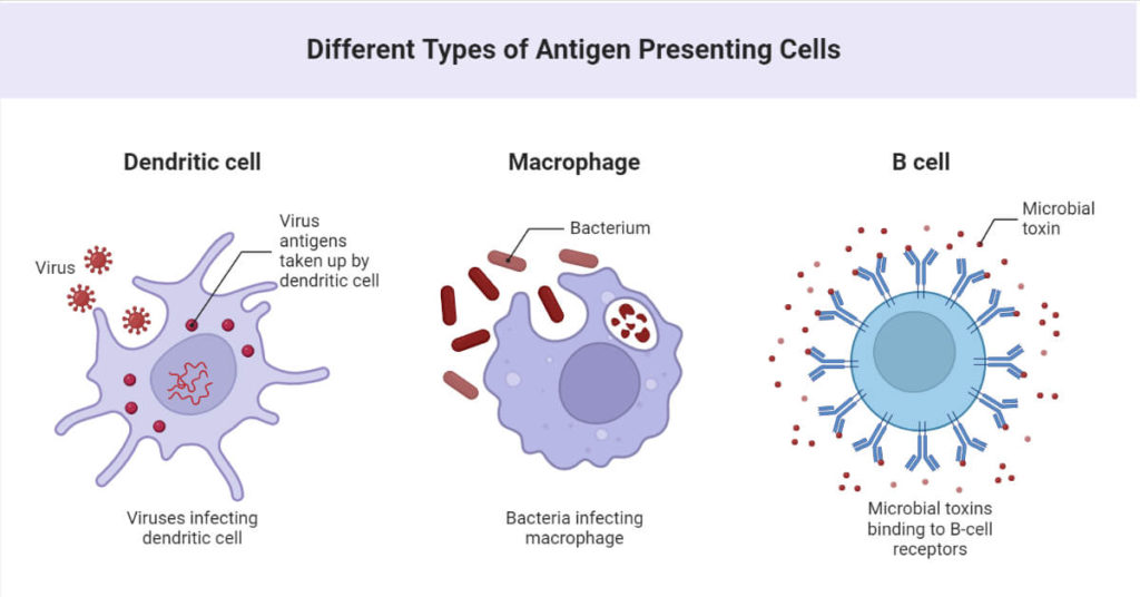 Body Lines of Defense Innate and Acquired Immunity