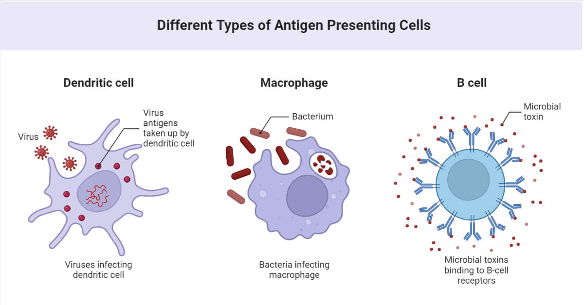 Different Types of Antigen Presenting Cells