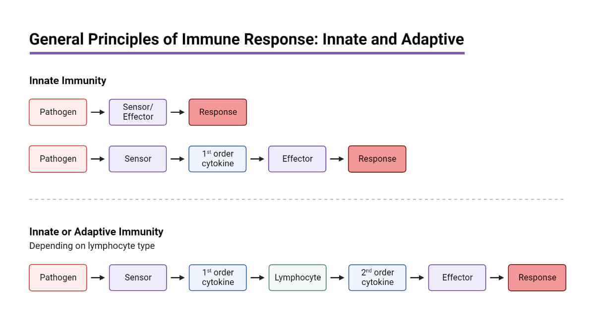 General Principles of Immune Response_ Innate and Adaptive