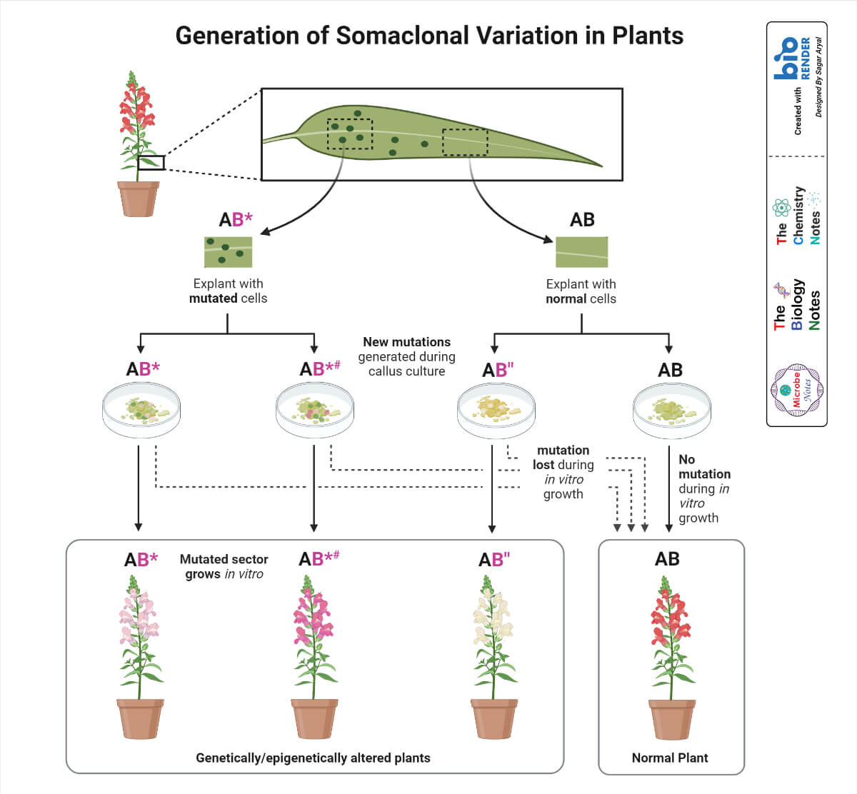 Generation of Somaclonal Variation in Plants