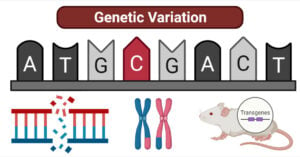 Genetic Variation