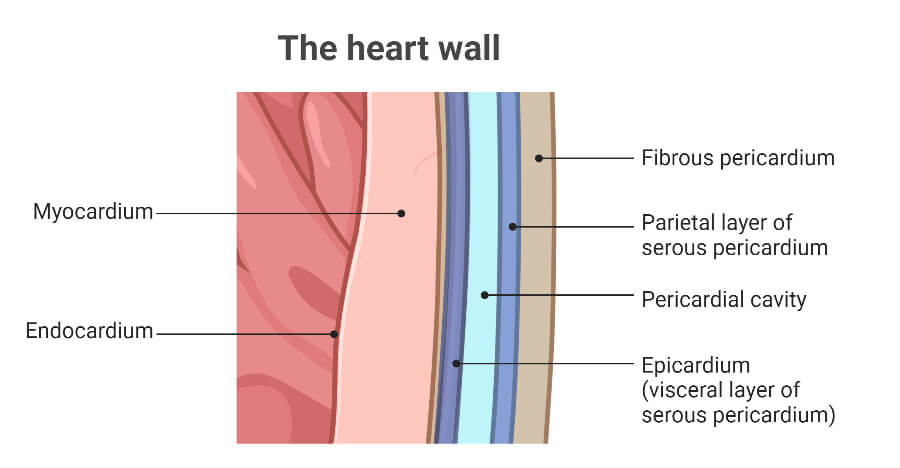 Layers of the heart muscles/wall