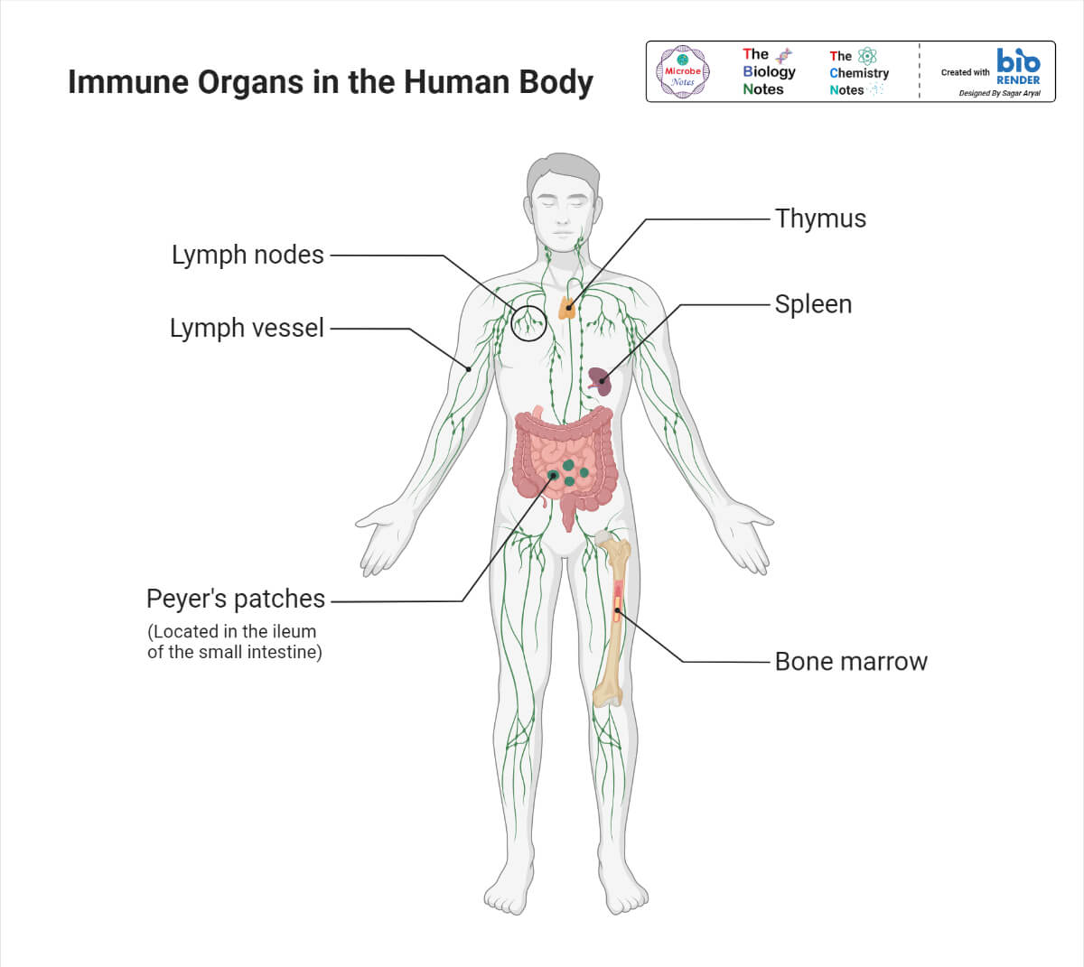 Immune Organs in the Human Body
