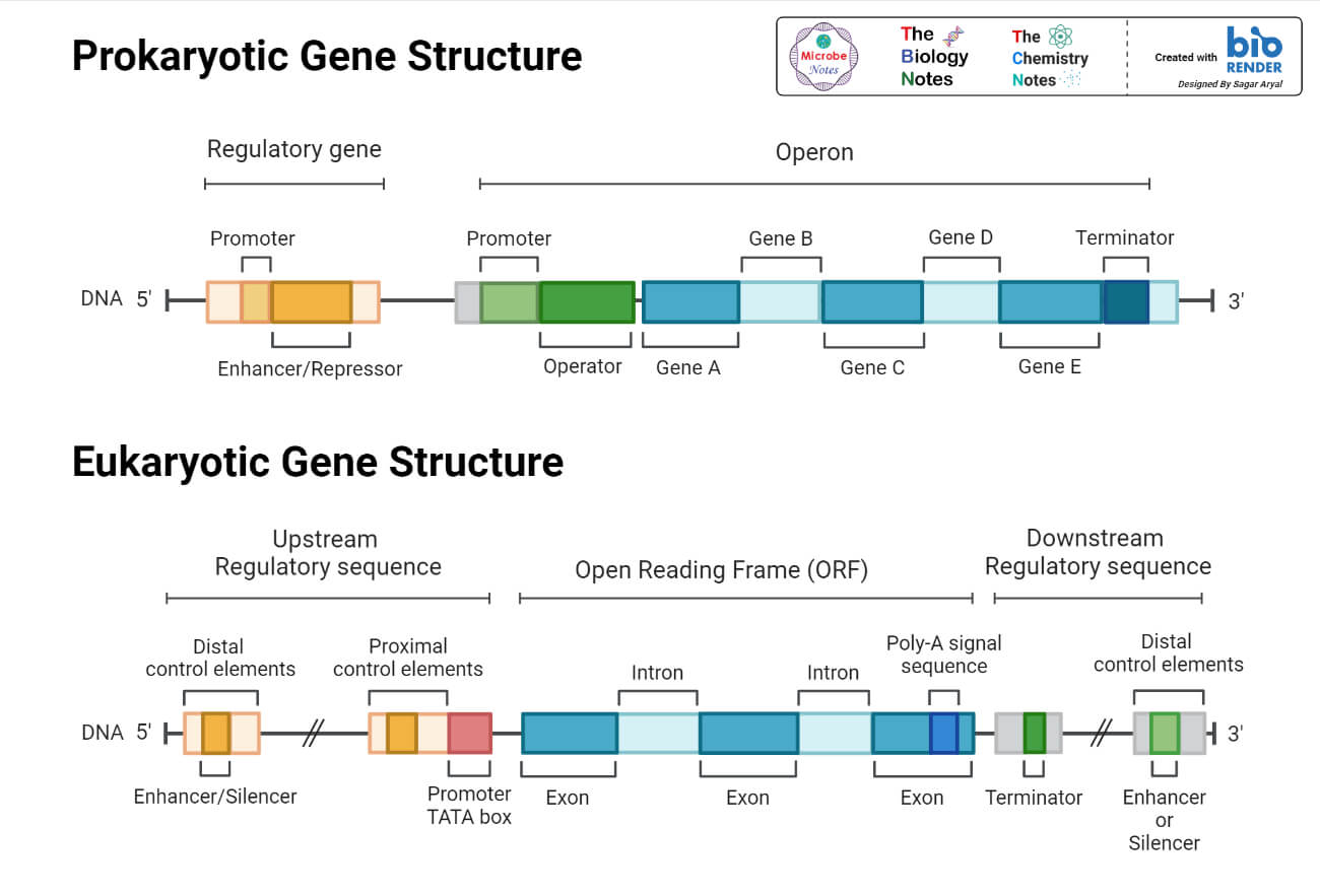 Prokaryotic and Eukaryotic Gene Structure