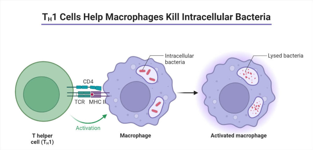 Th1 Function Body Lines of Defense- Innate and Acquired Immunity