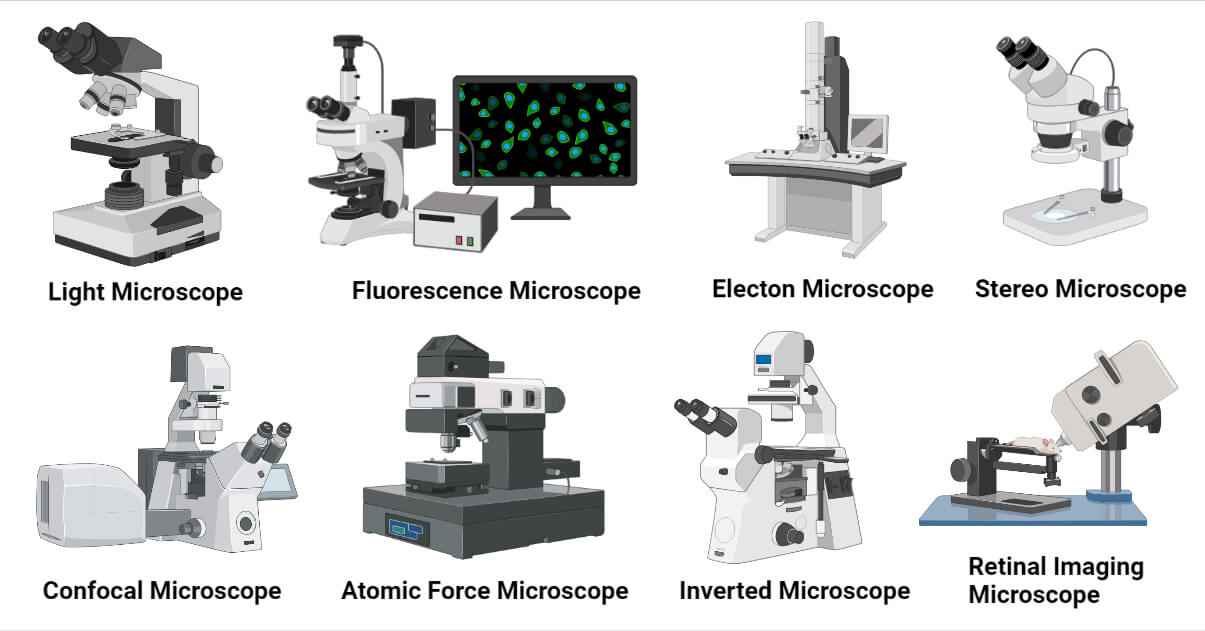 How to draw a compound light microscope
