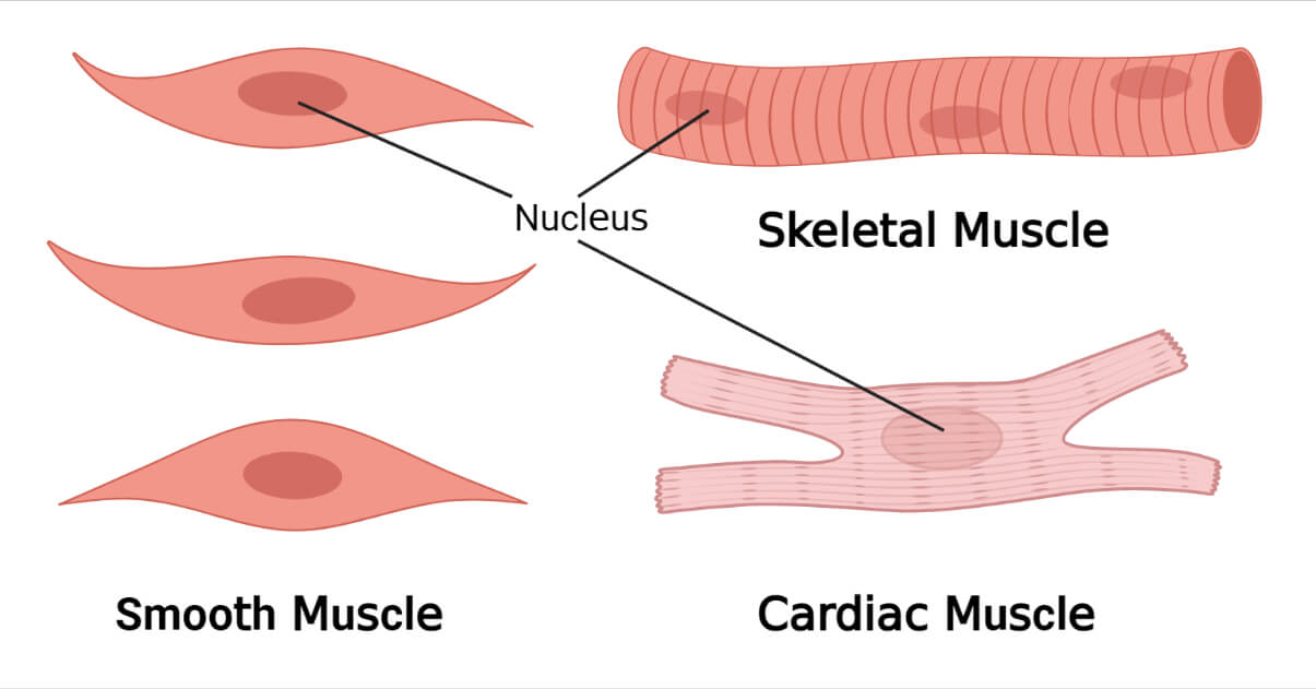 Skeletal Muscle Types