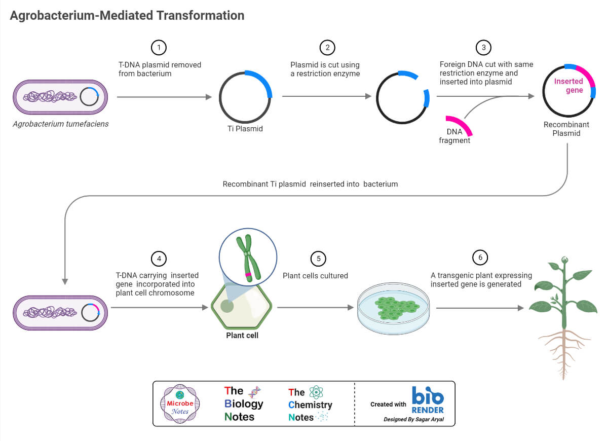 Agrobacterium-Mediated Transformation