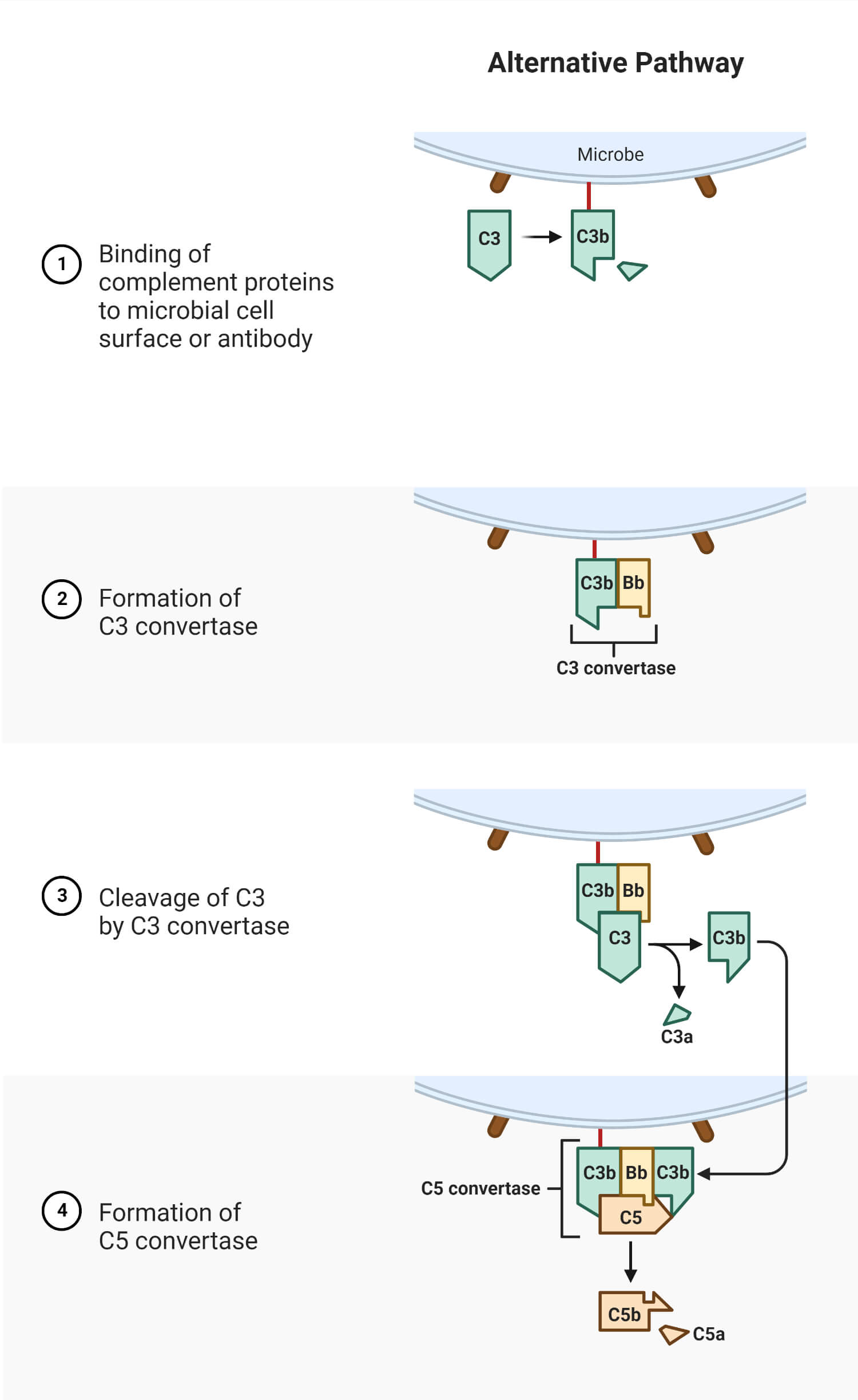 Alternative pathway of the complement system steps