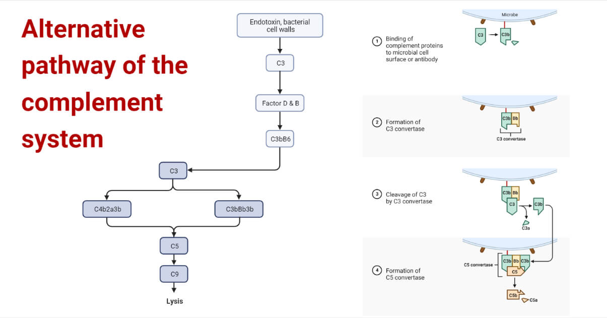 Alternative pathway of the complement system