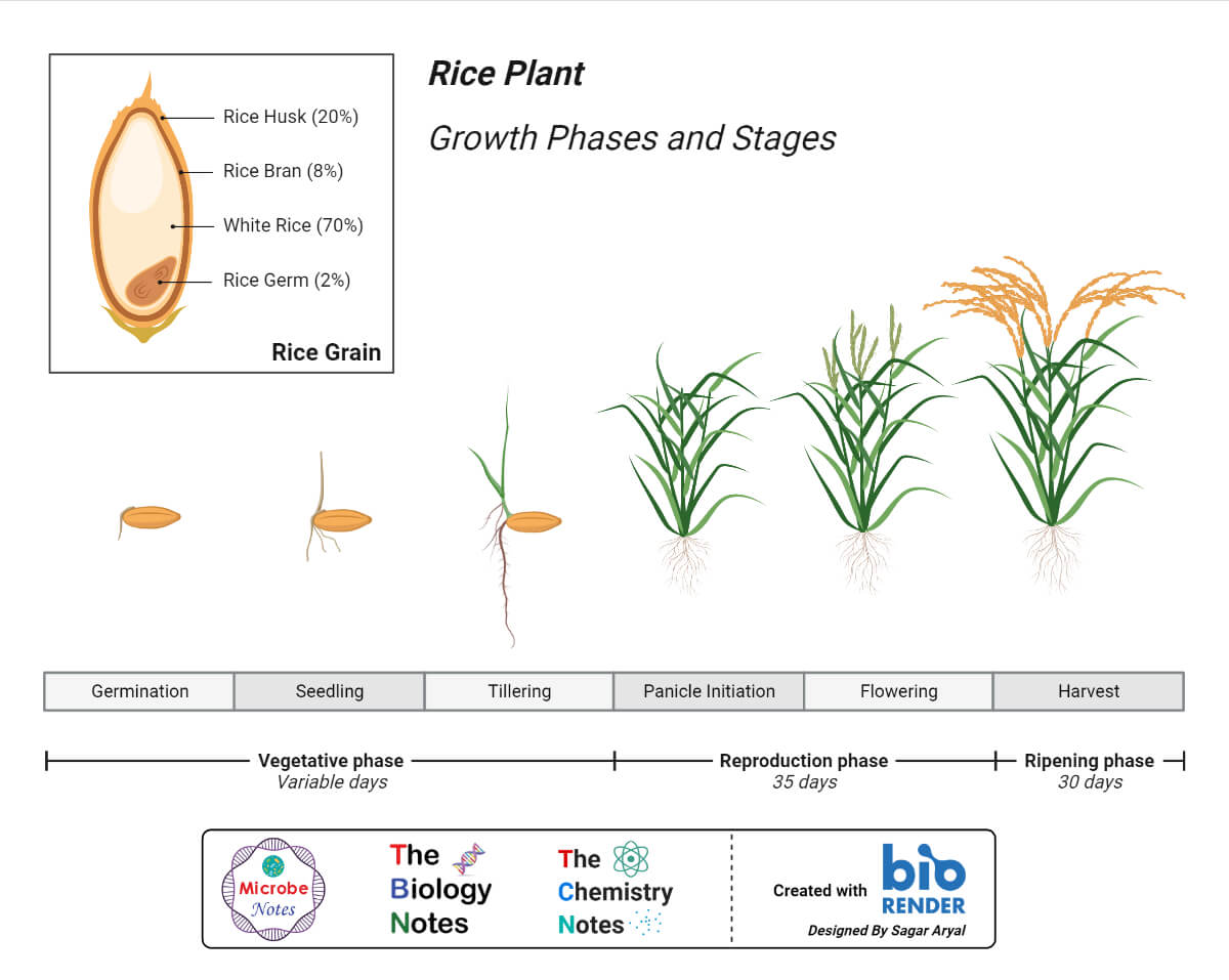 Rice Plant Growth Phases Timeline