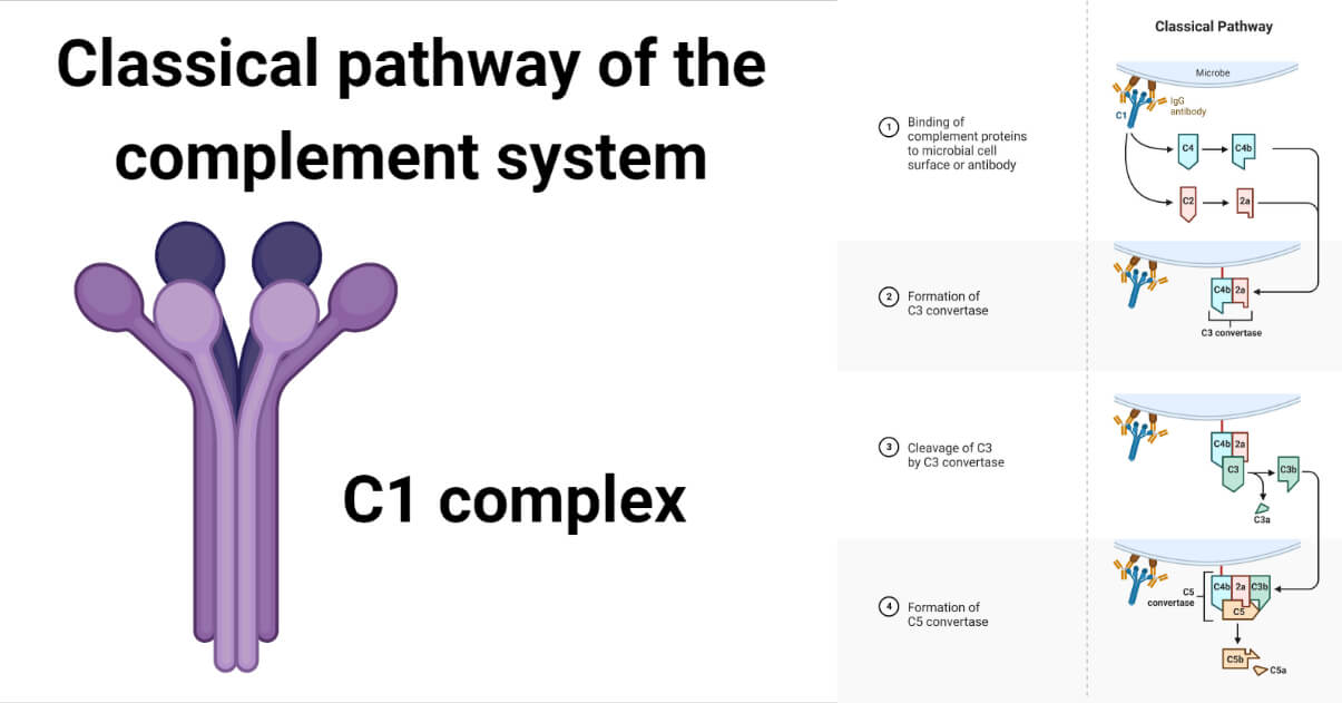 The Classical pathway of the complement system