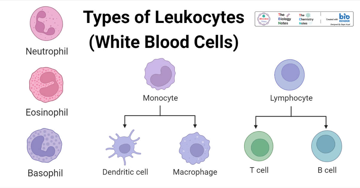 Types of Leukocytes (White Blood Cells)- Structure, Functions