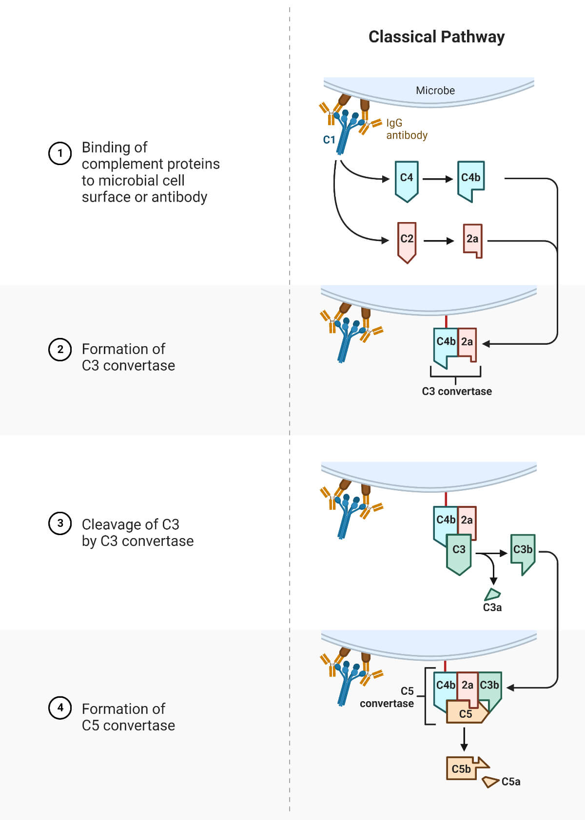 classical pathway of the complement system steps