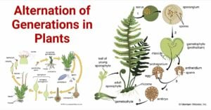 Alternation of Generations- Life Cycle in Plants