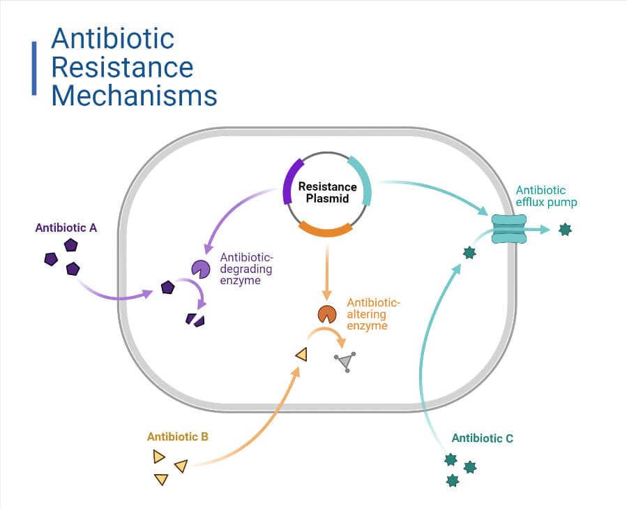 Antibiotic Resistance Mechanisms