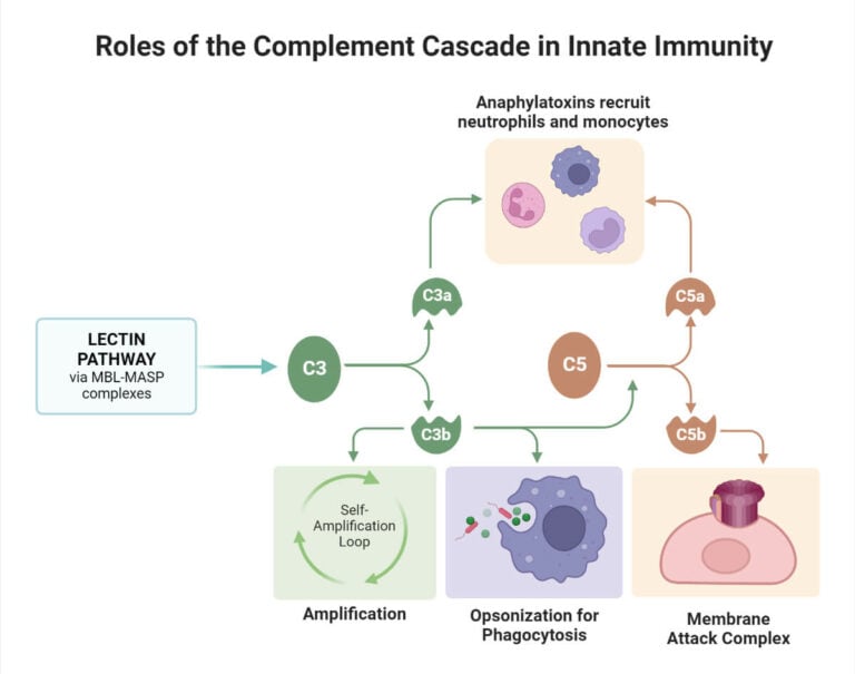 lectin-pathway-of-the-complement-system