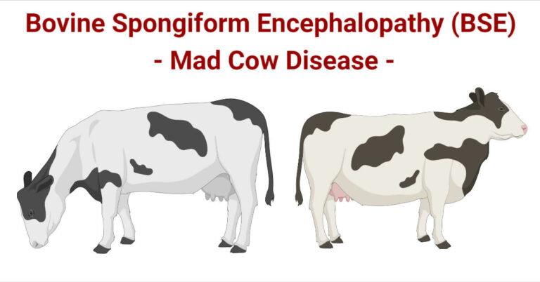 Bovine Spongiform Encephalopathy Bse Mad Cow Disease