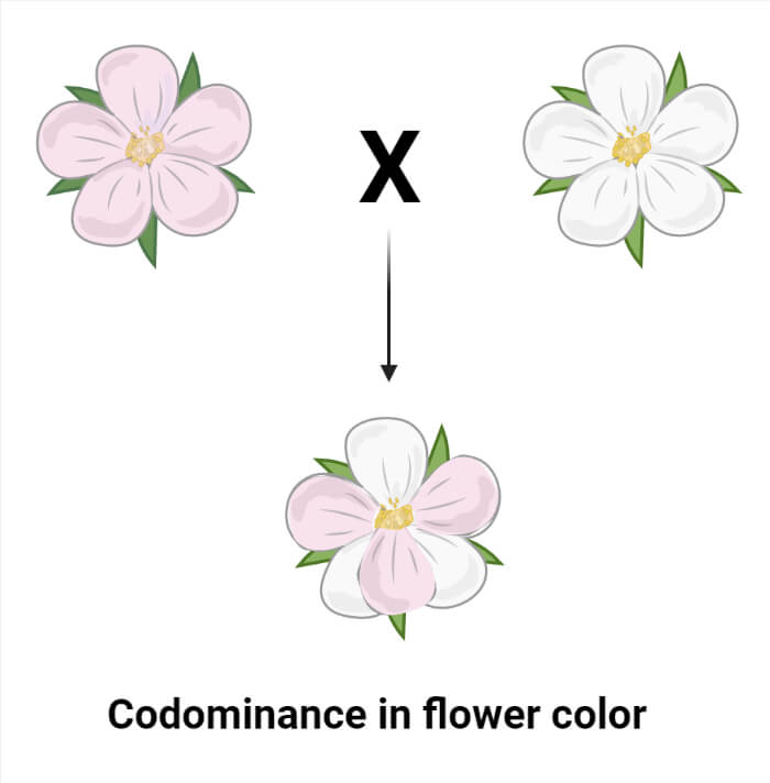 Codominance-in-Flower-color